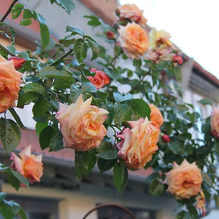 No.31 Im Rosengarten 4* Kapellen-Drusweiler