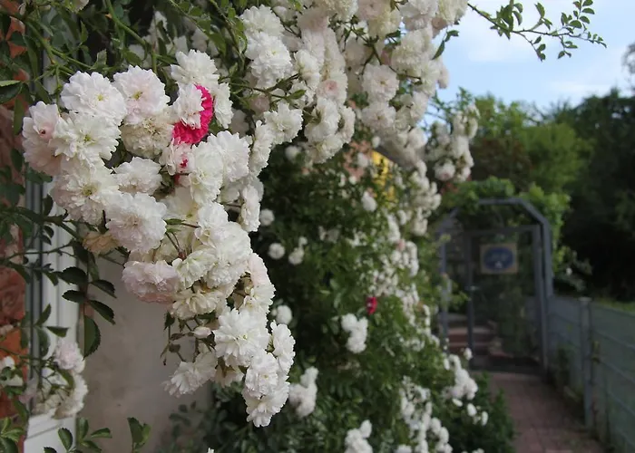 No.31 Im Rosengarten