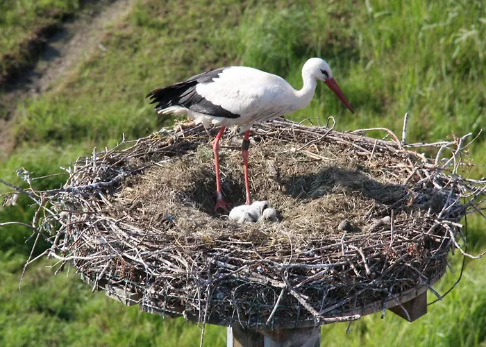No.31 Im Rosengarten Kapellen-Drusweiler