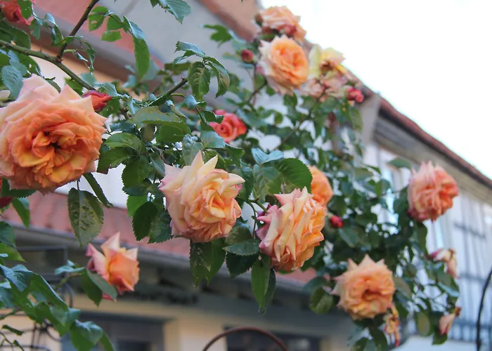 No.31 Im Rosengarten 4* Kapellen-Drusweiler